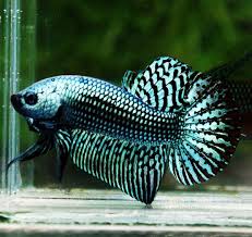Pin On High Quality Betta Fish