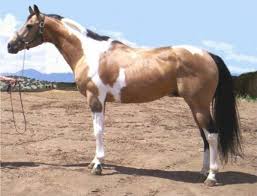 Equinenow listing of buckskin paint horses for sale. Pin On Tobiano Pinto Paint