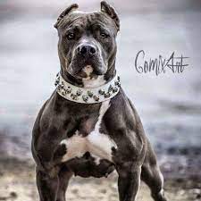 strong and fearless bully dog pitbulls pitbull dog