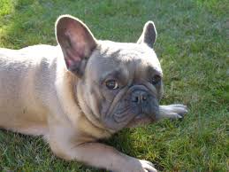 A full grown french bulldog price is slightly more affordable than a puppy. Lilac French Bulldog Price Dogs Breeds And Everything About Our Best Friends