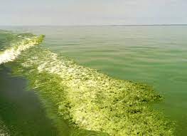 Algae Phytoplankton And Chlorophyll Environmental Measurement Systems