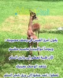 pin on مقاطع alawroi