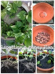 Bury them at least 2 to 3 inches. Repotting A Money Plant Money Tree Plant Trees To Plant Plants