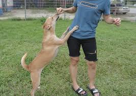 Whether you're looking for a playful puppy or an older companion, we have the perfect dog for you. Pet Adoption Malaysia Places To Adopt Pets In Malaysia The Kind Helper