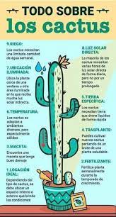 No hay plantas más perfectas que los cactus, para aquellas personas que aman la vegetación pero son muy descuidadas para saber cada cuánto tiempo regar un cactus, debemos considerar el clima de nuestra región, el tamaño de la planta y el tipo de maceta que. Cactus Cactus Cuidados En 2020 Cuidado De Suculentas Cuidado De Cactus Jardineria Y Plantas