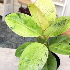 Image result for Ficus muelleriana