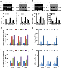 Here's a list of how to find cleveland 19 news and cw 43 on your television. Cox 1 Pge 2 Ep4 Alleviates Mucosal Injury By Upregulating B Arr1 Mediated Akt Signaling In Colitis Scientific Reports