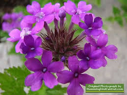 Keep in mind that many. How To Attract Hummingbirds With Flower Gardening Water Features Fountains Flowering Shrubs Flowering Trees And Nectar Plants