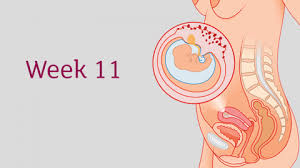 11 Weeks Pregnant All You Need To Know Tommy S