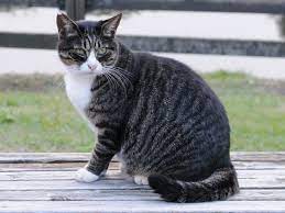 the basics of feline color genetics color genetics tabby cat cats tabby