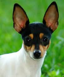 It never quite reaches a foot tall and its square in proportion with large erect breeders created the toy fox terrier in the early 20th century. Toy Fox Terrier Not A Chihuahua Lol Mine Is A Cross Between The Two And They Are Both Beautiful Ramb Toy Fox Terriers Baby Animals Miniature Fox Terrier
