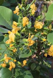 Image result for Pterocarpus rotundifolius