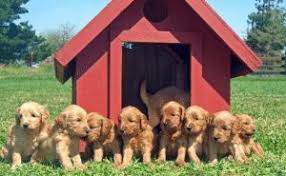 Some families wait specifically to get a christmas labradoodle puppy for their kids.) 6% sales tax applies to all labradoodle puppies picked up in the state of south carolina. Top 6 Labradoodle Breeders In California 2021 We Love Doodles
