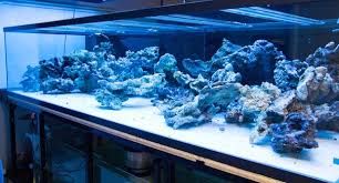 About 5% of these are aquariums a wide variety of aquascape aquariums options are available to you, such as material, feature, and aquarium. A Masterpiece Is Born Time Lapse Aquascaping Of Worldwide Corals New Show Tank Reef Builders The Reef And Saltwater Aquarium Blog