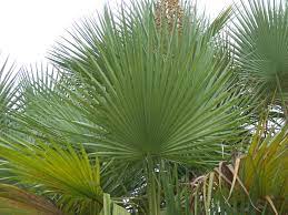 A very nice clumping fan palm. Acoelorrhaphe Wrightii Leaf Plants Seeds Palm Trees
