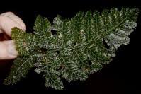 Image result for Hymenophyllaceae