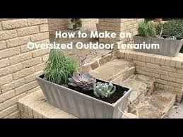 Peperomia (parallel, ripple, peperomioides chinese money plant) fern (autumn, woodland, button) How To Make An Oversized Outdoor Terrarium Youtube