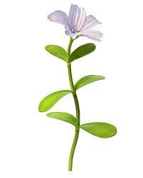Image result for foto bacopa