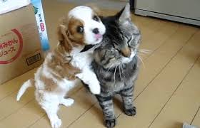 Cat and dog cuddling gif. Pin By Jussara Oliveira On Adorable King Charles Cavalier Spaniel Puppy Cute Dogs Cute Animals