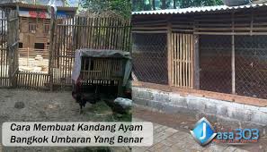 Kandang umbaran ayam ukuran 400x100x180rp2.250.000: Cara Membuat Kandang Ayam Bangkok Umbaran Yang Benar