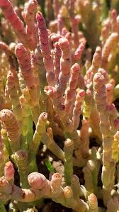 Image result for Sarcocornia natalensis