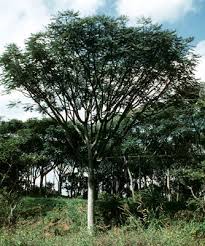 Image result for Schizolobium parahyba