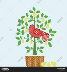 Department 56 dickens' village partridge and pear lit house. Partridge Pear Tree Vector Photo Free Trial Bigstock