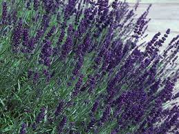Lavender Bush Plants Lavender Herb Growing Lavender Indoors