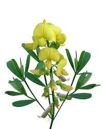 Image result for Crotalaria rhodesiae