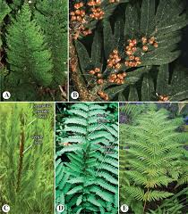 Image result for Osmundaceae