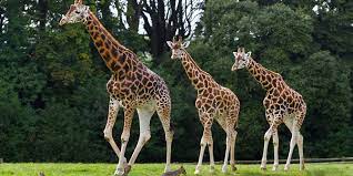 Daftar isi adalah elemen terpenting dalam sebuah karya ilmiah, tesis ataupun skripsi. Deskripsi Hewan Ruangbahasainggris Com