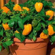 How To Grow Chili Peppers Outdoortheme Com Chilli Plant Stuffed Peppers Pepper Plants