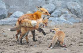 Two Baby Foxes Found Dead Near Family Den Under Woodbine Beach Boardwalk The Star