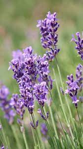Lavender Plants Violet Flowers 720x1280 Wallpaper Violet Flower Lavender Plant Flowers