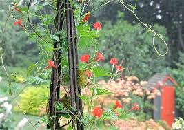 Reed cypress vine (ipomoea quamoclit) is also known as cardinal creeper and hummingbird vine. Cardinal Climber And Its Cousins Annual Vines That Are Hummingbird Favorites A Way To Garden