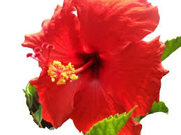 Image result for Hibiscus barbosae