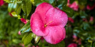 Check spelling or type a new query. The Best Flowers For Georgia Summers