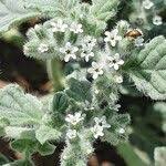 Image result for Coldenia procumbens