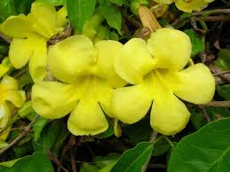 Image result for Dolichandra unguis-cati