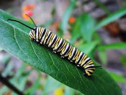 Black And White Striped Caterpillar With Yellow Spots Pin On Russ