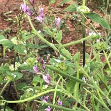 Image result for Cleome monophylla