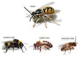Wasp And Bee Id Chart