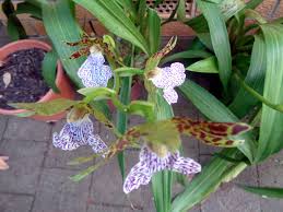 Image result for Orthochilus milnei