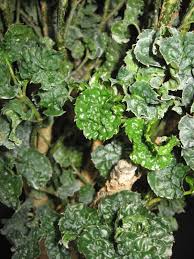 Image result for Afrosciadium