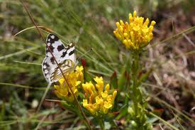 Image result for Sebaea sedoides