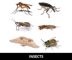 As larvae, many insects have gills that can extract oxygen dissolved. Interesting Insect Facts For Kids Cool Kid Facts