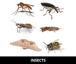 Household bugs come in all shapes and sizes, and the number of legs can be a key identifying factor. Interesting Insect Facts For Kids Cool Kid Facts