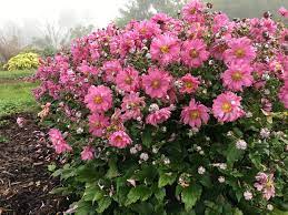 Fall In Love Sweetly Japanese Anemone Anemone Hybrid Hardy Perennials Deer Resistant Plants Flower Garden