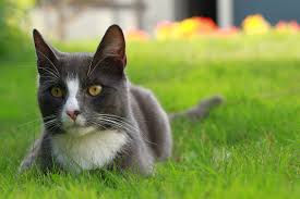 Vegan Cat Food How To Keep Your Cat Healthy On Vegan Diet