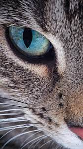 Samsung Galaxy S7 Cat Face Wallpaper Gallery Yopriceville High Quality Images And Transparent Png Free Clipart Beautiful Cats Cat Photography Cute Cats